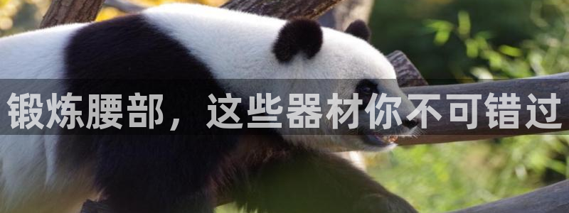 意昂体育3招商电话号码查询：锻炼腰部，这些器材你不可